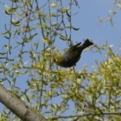 Zosterops lateralis (Silvereye) at Numeralla, NSW - 25 Sep 2022 by SteveBorkowskis