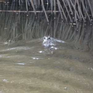 Hydromys chrysogaster at Numeralla, NSW - suppressed