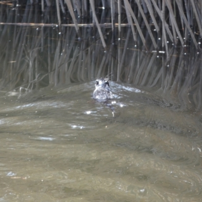 Hydromys chrysogaster (Rakali or Water Rat) at Numeralla, NSW - 25 Sep 2022 by Steve_Bok