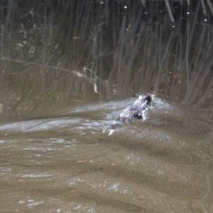 Hydromys chrysogaster at Numeralla, NSW - suppressed