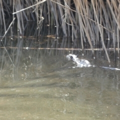 Hydromys chrysogaster at Numeralla, NSW - suppressed