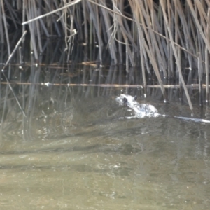 Hydromys chrysogaster at Numeralla, NSW - suppressed