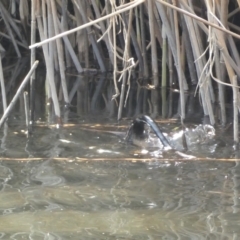 Hydromys chrysogaster at Numeralla, NSW - suppressed