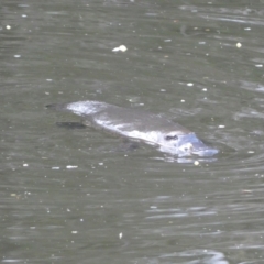 Ornithorhynchus anatinus (Platypus) at Numeralla, NSW - 24 Sep 2022 by Steve_Bok