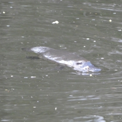 Ornithorhynchus anatinus (Platypus) at Numeralla, NSW - 24 Sep 2022 by SteveBorkowskis