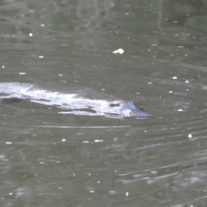 Ornithorhynchus anatinus at Numeralla, NSW - 24 Sep 2022