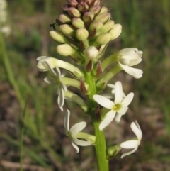 Stackhousia monogyna (Creamy Candles) at Lake Ginninderra - 25 Sep 2022 by pinnaCLE