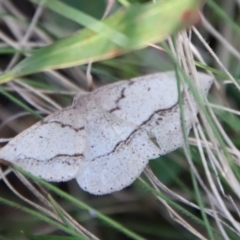 Taxeotis (genus) (Unidentified Taxeotis geometer moths) at QPRC LGA - 25 Sep 2022 by LisaH