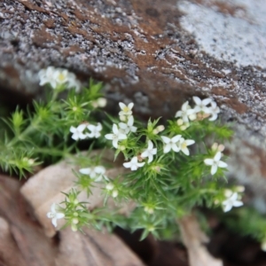 Asperula scoparia at Mongarlowe, NSW - 26 Sep 2022