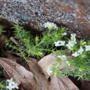 Asperula scoparia at Mongarlowe, NSW - 26 Sep 2022