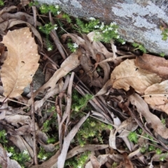 Asperula scoparia at Mongarlowe, NSW - 26 Sep 2022