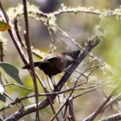 Psophodes olivaceus (Eastern Whipbird) at Mongarlowe, NSW - 26 Sep 2022 by LisaH