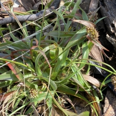 Luzula flaccida (Pale Woodrush) at Kybeyan State Conservation Area - 24 Sep 2022 by Steve_Bok