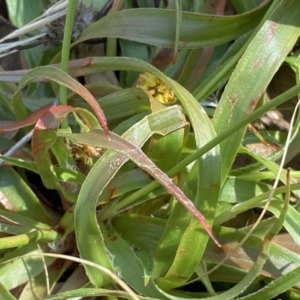 Luzula flaccida at Numeralla, NSW - 25 Sep 2022