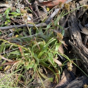 Luzula flaccida at Numeralla, NSW - 25 Sep 2022