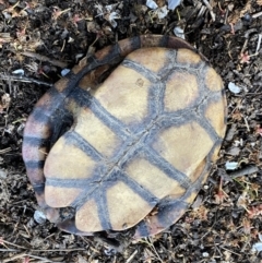 Chelodina longicollis (Eastern Long-necked Turtle) at Numeralla, NSW - 24 Sep 2022 by Steve_Bok