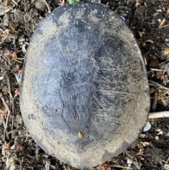 Chelodina longicollis at Numeralla, NSW - suppressed