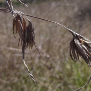 Themeda triandra at Weetangera, ACT - 25 Sep 2022 11:55 AM