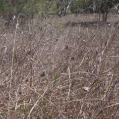 Themeda triandra at Weetangera, ACT - 25 Sep 2022 11:55 AM