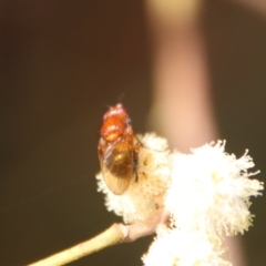 Sapromyza sp. (genus) (A lauxaniid fly) at QPRC LGA - 26 Sep 2022 by LisaH