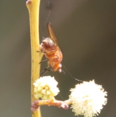 Sapromyza sp. (genus) at Mongarlowe, NSW - 26 Sep 2022