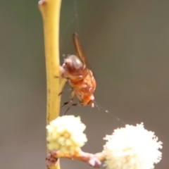 Sapromyza sp. (genus) at Mongarlowe, NSW - 26 Sep 2022