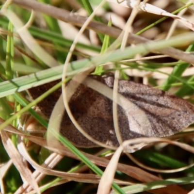 Taxeotis perlinearia (Spring Taxeotis) at QPRC LGA - 26 Sep 2022 by LisaH