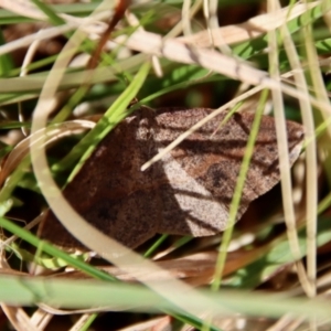 Taxeotis perlinearia at Mongarlowe, NSW - suppressed