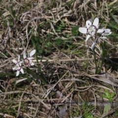 Wurmbea dioica subsp. dioica (Early Nancy) at Weetangera, ACT - 25 Sep 2022 by pinnaCLE