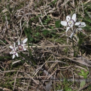 Wurmbea dioica subsp. dioica at Weetangera, ACT - 25 Sep 2022