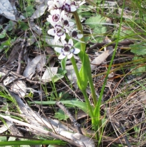 Wurmbea dioica subsp. dioica at Hawker, ACT - 25 Sep 2022