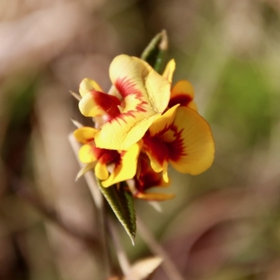 Mirbelia platylobioides (Large-flowered Mirbelia) at Mongarlowe, NSW - 26 Sep 2022 by LisaH