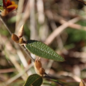 Mirbelia platylobioides at Mongarlowe, NSW - suppressed