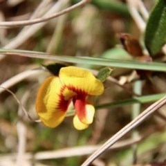 Mirbelia platylobioides at Mongarlowe, NSW - suppressed