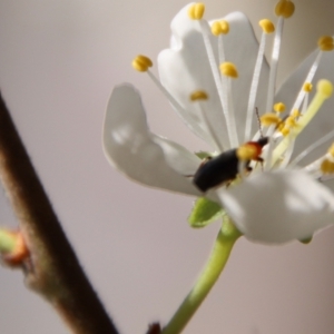 Atoichus bicolor at Mongarlowe, NSW - suppressed