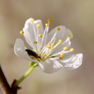 Atoichus bicolor at Mongarlowe, NSW - suppressed