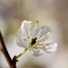 Atoichus bicolor at Mongarlowe, NSW - suppressed