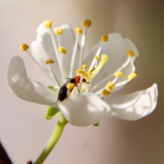 Atoichus bicolor at Mongarlowe, NSW - suppressed