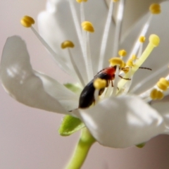 Atoichus bicolor at Mongarlowe, NSW - suppressed