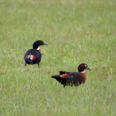 Tadorna tadornoides (Australian Shelduck) at Braidwood, NSW - 26 Sep 2022 by LisaH