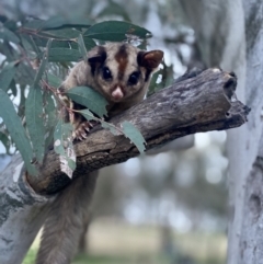 Petaurus notatus (Krefft’s Glider, Sugar Glider) at Yarralumla, ACT - 26 Sep 2022 by SabineR