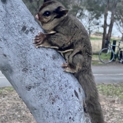 Petaurus notatus at Yarralumla, ACT - 26 Sep 2022