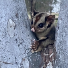 Petaurus notatus at Yarralumla, ACT - 26 Sep 2022 05:56 PM