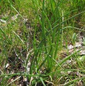 Bulbine bulbosa at Molonglo Valley, ACT - 25 Sep 2022