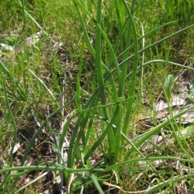 Bulbine bulbosa (Golden Lily) at Molonglo Valley, ACT - 25 Sep 2022 by pinnaCLE