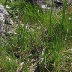 Bulbine bulbosa at Molonglo Valley, ACT - 25 Sep 2022