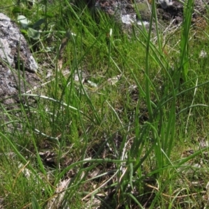 Bulbine bulbosa at Molonglo Valley, ACT - 25 Sep 2022 12:28 PM