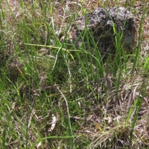 Bulbine bulbosa at Molonglo Valley, ACT - 25 Sep 2022