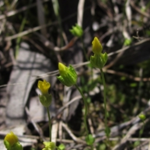 Cicendia quadrangularis at Weetangera, ACT - 25 Sep 2022