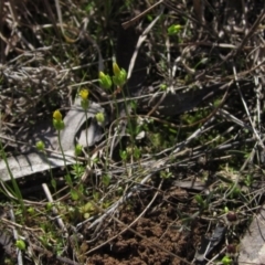 Cicendia quadrangularis at Weetangera, ACT - 25 Sep 2022